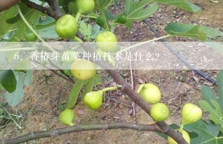 香椿芽苗菜种植技术是什么？