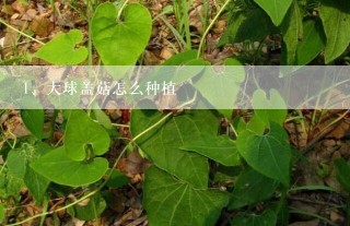 大球盖菇怎么种植