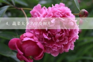 蔬菜大全名字及图片