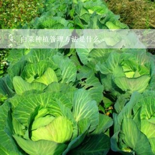 白菜种植管理方法是什么