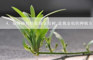 如何种植好盆栽金桔树 盆栽金桔的种植方法介绍