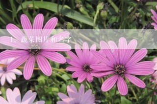 蔬菜图片和名字