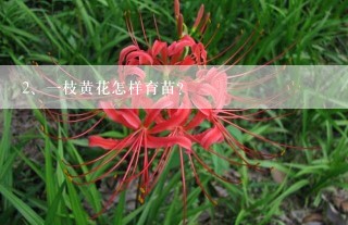 一枝黄花怎样育苗？