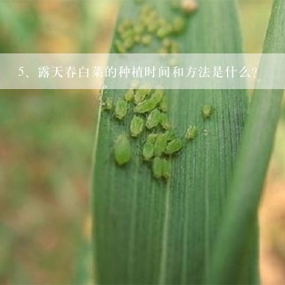 露天春白菜的种植时间和方法是什么？