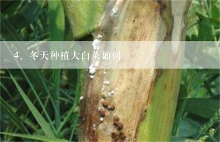 冬天种植大白菜如何