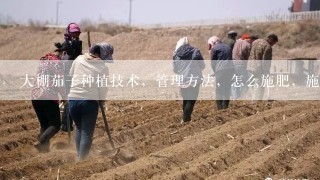 大棚茄子种植技术，管理方法，怎么施肥，施肥方法