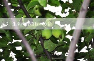 生菜的种植技术方法