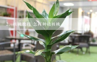 核桃教程 怎样种植核桃