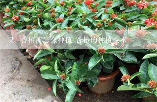 香椿苗怎么种植_香椿的种植技术