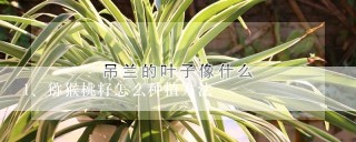 猕猴桃籽怎么种植方法