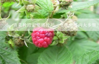 青菜种植需要讲技巧，要注意哪两大步骤？怎样保证后