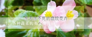 各种蔬菜的英文及音标