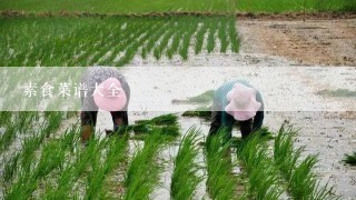 素食菜谱大全