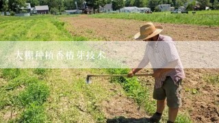 大棚种植香椿芽技术