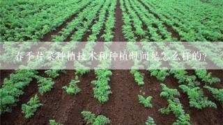 春季芹菜种植技术和种植时间是怎么样的？