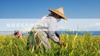 嫁接香瓜的种植技术