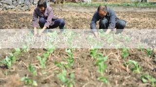 灵香草的栽培技术