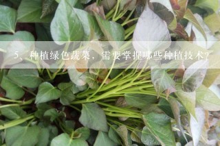 种植绿色蔬菜，需要掌握哪些种植技术？