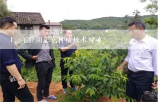 羊肚菌怎么种植技术视频