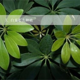 白芨怎么种植