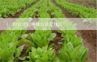 白芸豆的种植方法是什么