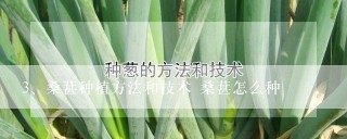 桑葚种植方法和技术 桑葚怎么种