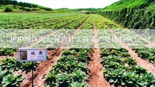 华中地区阳台种植什么蔬菜产量比较高？