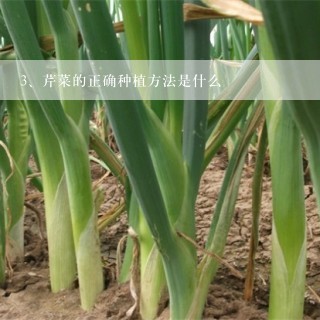 芹菜的正确种植方法是什么