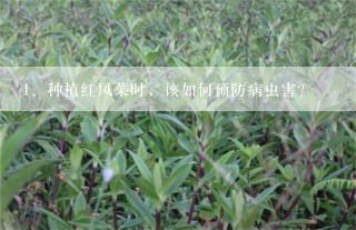 种植红凤菜时，该如何预防病虫害？