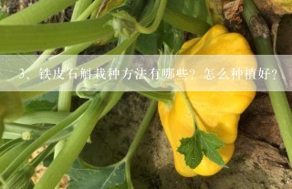 铁皮石斛栽种方法有哪些？怎么种植好？