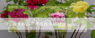 指天椒高产种植技术如何如