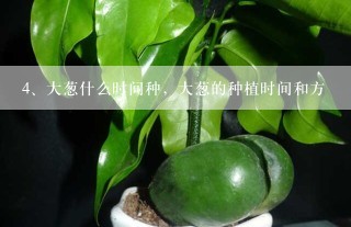 大葱什么时间种，大葱的种植时间和方