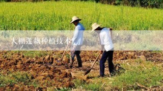 大棚莲藕种植技术