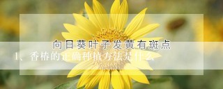 香椿的正确种植方法是什么