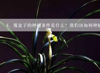 覆盆子的种植条件是什么？我们该如何种植？