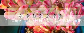 蓖麻怎么种，种植方法，怎么施肥，施肥技术