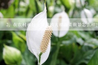 在农村承包土地种植大棚蔬菜前景怎么样？