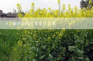 做沙拉的生菜是什么菜