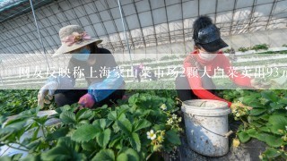 网友反映称上海蒙山菜市场2颗大白菜卖出93元的天价