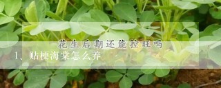 贴梗海棠怎么养