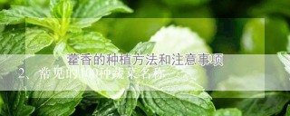 常见的100种蔬菜名称