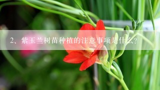 紫玉兰树苗种植的注意事项是什么？