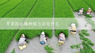 芹菜的正确种植方法是什么