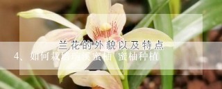 如何栽培琬溪蜜柚 蜜柚种植