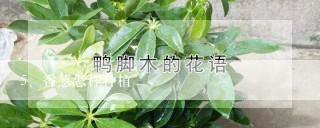 香葱怎样种植