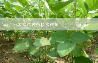 玉米高产种植技术视频