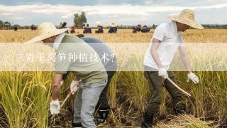 三青王莴笋种植技术？