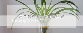 大球盖菇怎么种植