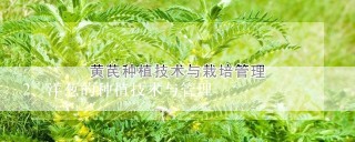 洋葱的种植技术与管理