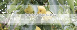 水稻秧苗怎样种植_水稻秧苗种植方法